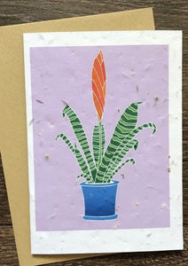 A seed card with a beautiful cactus plant and flame orange flower