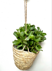 Small Palm Grass Hanging Basket