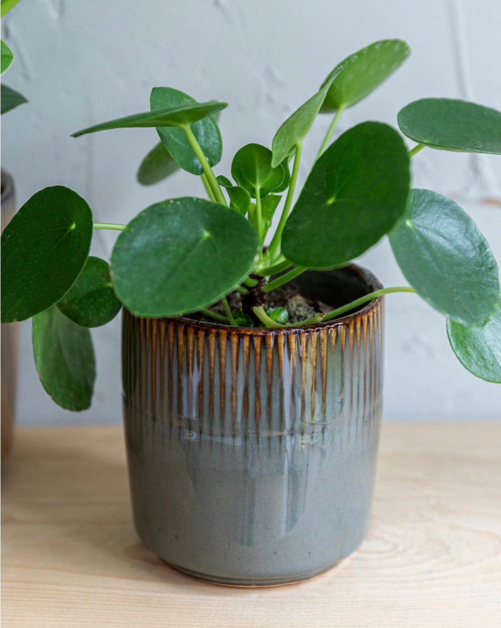 Grey glazed ceramic indoor plant pot with vertical pattern around the top